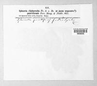 Mycosphaerella punctiformis image